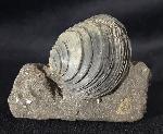 Circomphalus basteroti-taurinensis (SACCO 1900) - Bild &copy; FossNet FossilienStore